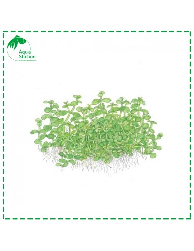 Micranthemum tweediei 'Monte Carlo'