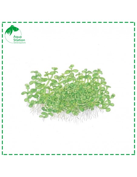 Micranthemum tweediei 'Monte Carlo'