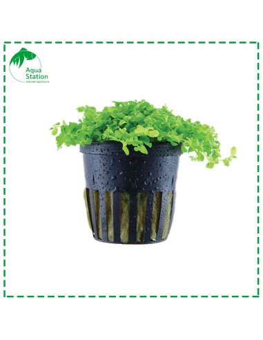 Micranthemum tweediei 'Monte Carlo'