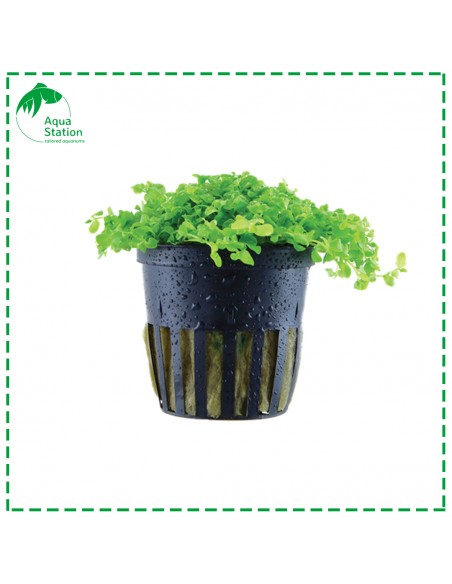 Micranthemum tweediei 'Monte Carlo'