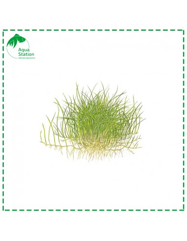 Eleocharis acicularis 'Mini'