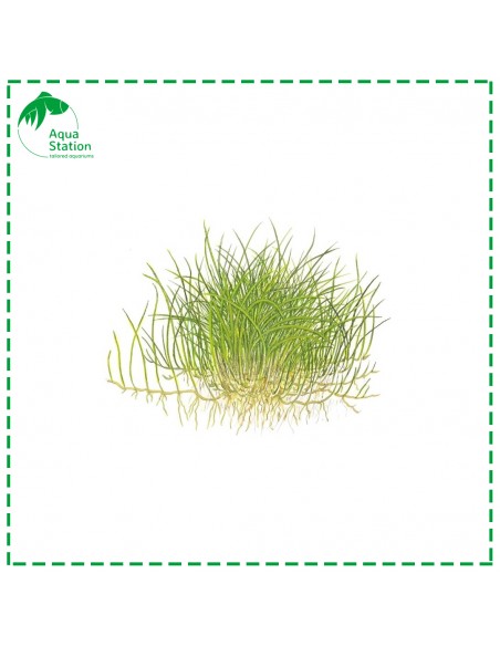 Eleocharis acicularis 'Mini'