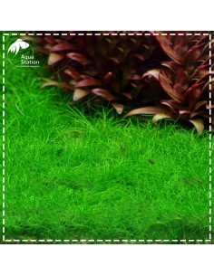 Eleocharis acicularis 'Mini' 2