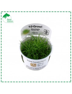 Eleocharis acicularis 'Mini'