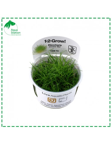 Eleocharis acicularis 'Mini'