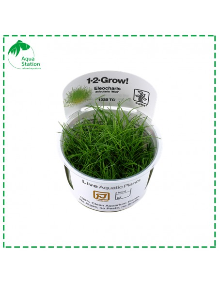 Eleocharis acicularis 'Mini'