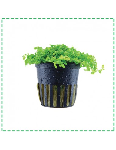 Aquário Conjunto 90 X 60 X 45