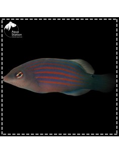Pyjama Wrasse - Pseudocheilinus hexataenia