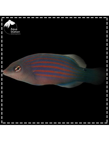 Pyjama Wrasse - Pseudocheilinus hexataenia