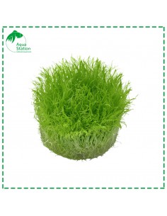 Utricularia graminifolia 2