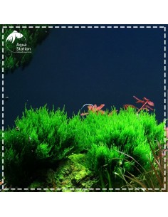 Taxiphyllum 'Flame' 2