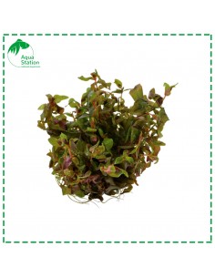 Rotala macrandra 1º2 Grow 2