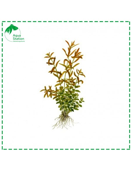 Rotala rotundifolia Pot