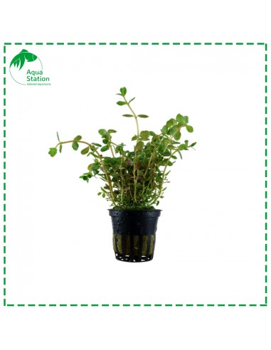 Rotala rotundifolia Pot