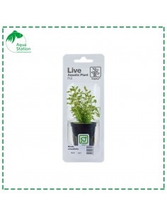 Rotala rotundifolia Pot