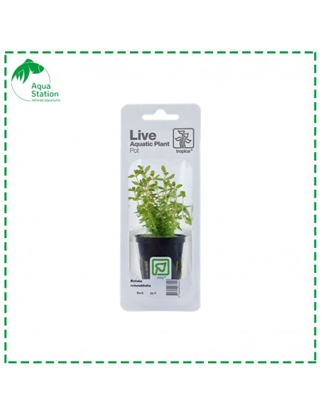 Rotala rotundifolia Pot