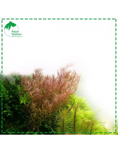 Rotala rotundifolia Pot