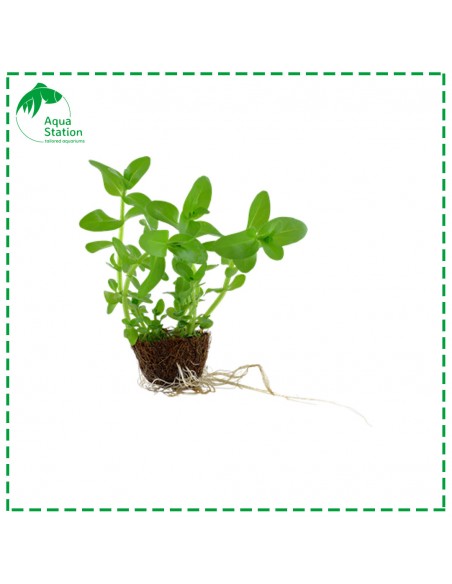 Bacopa caroliniana Mini