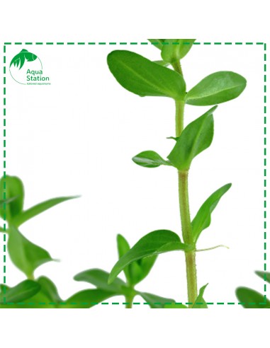 Bacopa caroliniana Mini