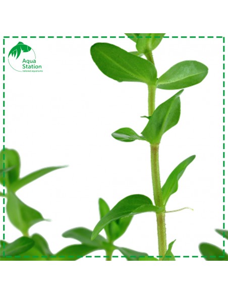 Bacopa caroliniana Mini