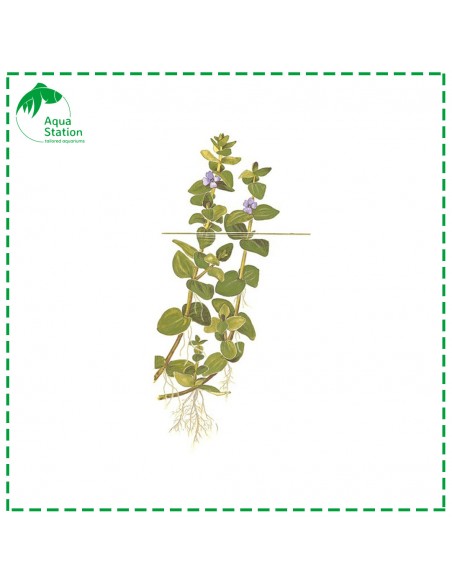 Bacopa caroliniana Mini