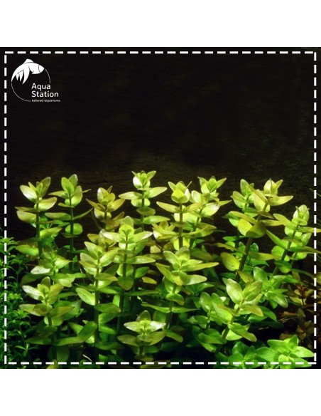 Bacopa caroliniana Mini