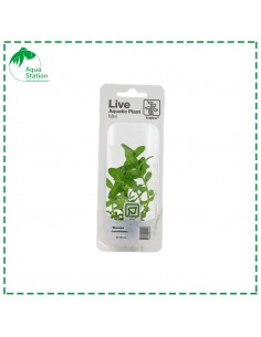 Bacopa caroliniana Mini