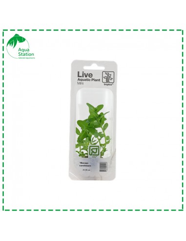 Bacopa caroliniana Mini