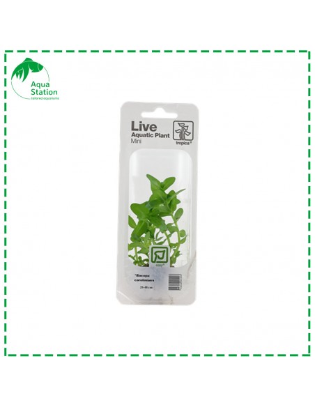 Bacopa caroliniana Mini