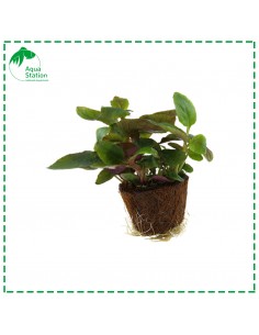 Lobelia cardinalis Mini 2