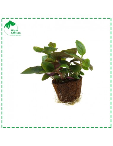 Lobelia cardinalis Mini