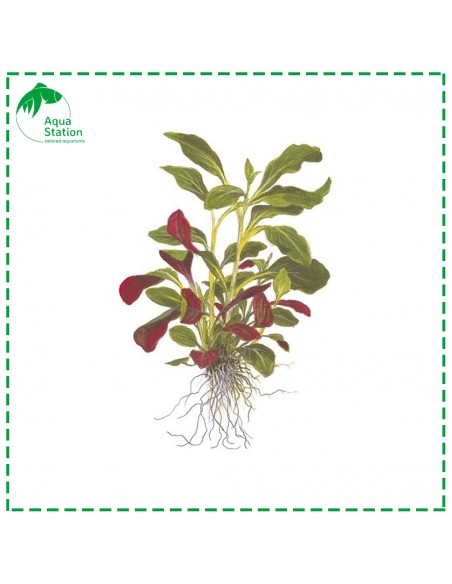 Lobelia cardinalis Mini