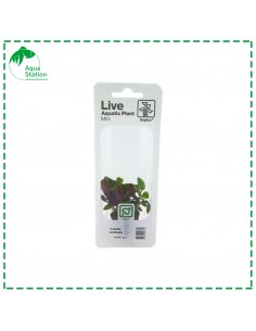 Lobelia cardinalis Mini