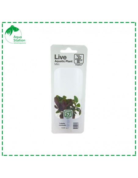 Lobelia cardinalis Mini