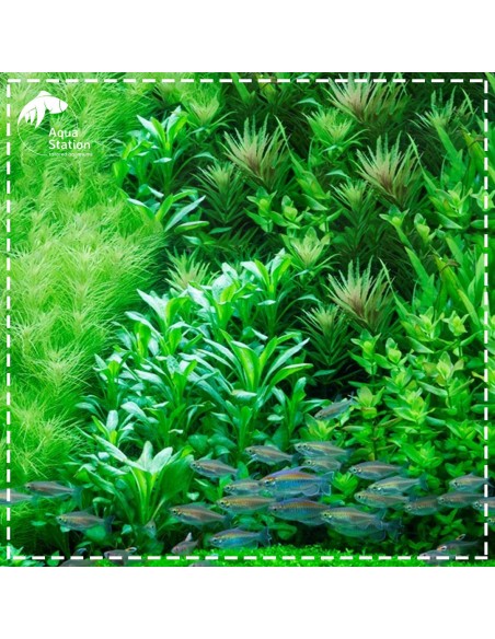 Lobelia cardinalis Mini