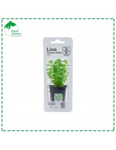 Limnophila sessiliflora Pot