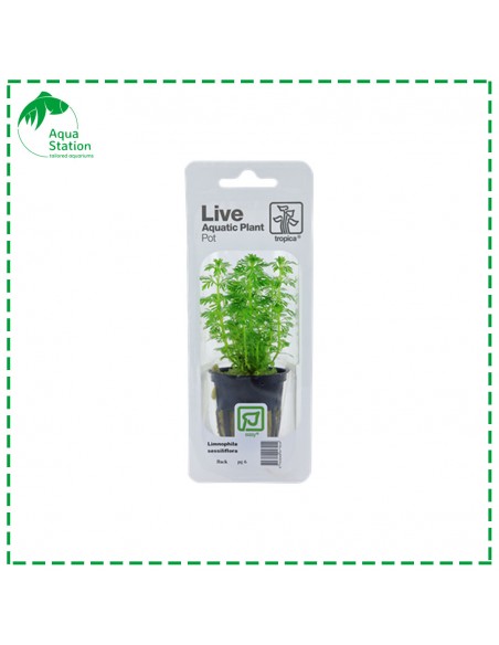 Limnophila sessiliflora Pot