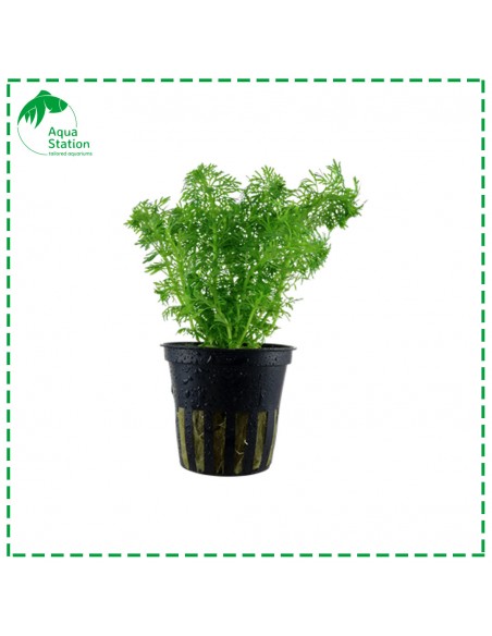 Limnophila sessiliflora Pot