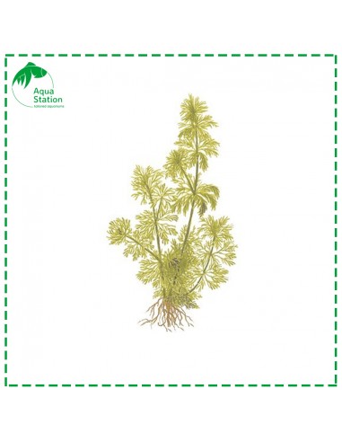 Limnophila sessiliflora Pot