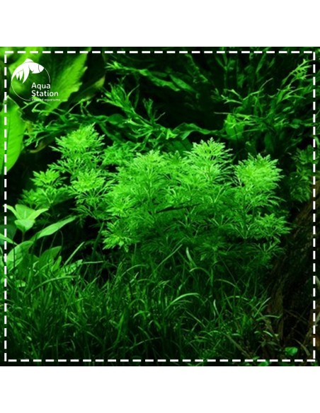 Limnophila sessiliflora Pot