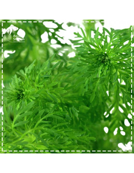 Limnophila sessiliflora Pot