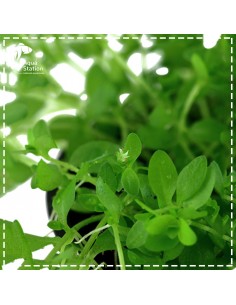 Micranthemum micranthemoides 2