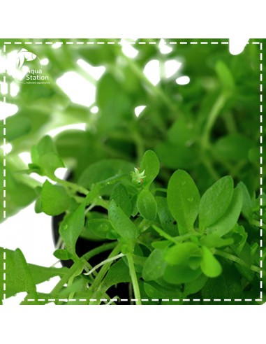 Micranthemum micranthemoides