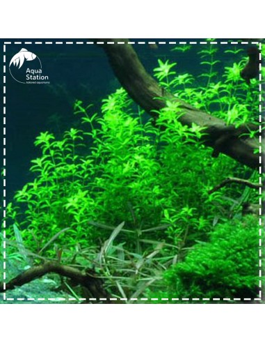 Micranthemum micranthemoides