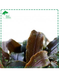 Bucephalandra 'Kedagang' 2