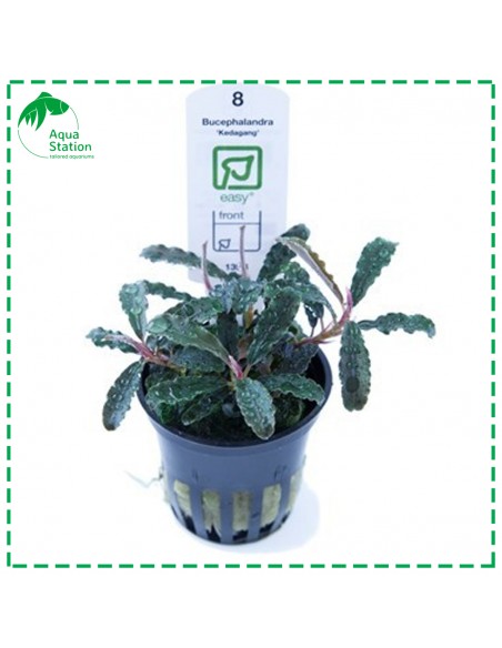 Bucephalandra 'Kedagang'