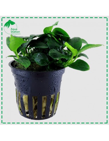 Anubias barteri 'Petite'
