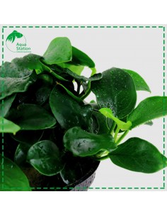 Anubias barteri 'Petite' 2