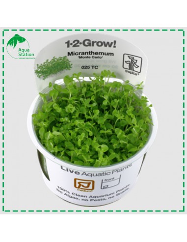 Micranthemum tweediei 'Monte Carlo' 1-2 Grow