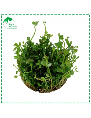 Marsilea hirsuta 1-2 Grow